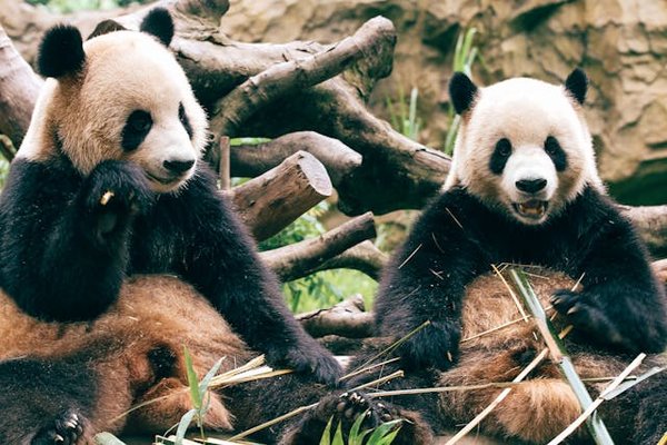Quels sont les meilleurs circuits de randonnée pour observer les pandas en Chine?