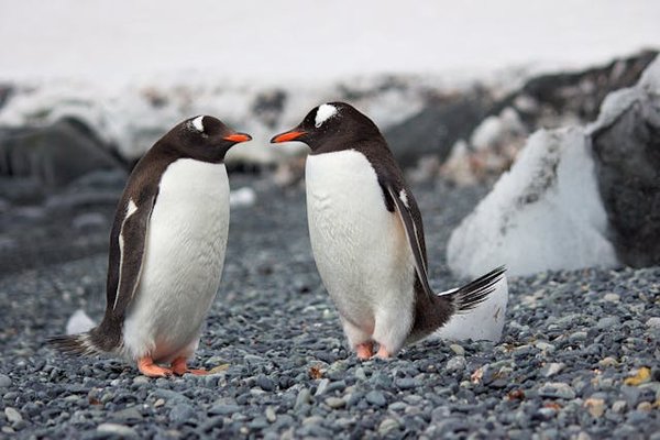 Peut-on trouver des croisières qui offrent des excursions pour observer les pingouins en Antarctique?